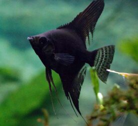 BLACK_ANGEL - L
