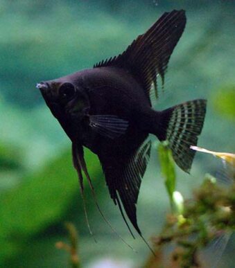 BLACK_ANGEL - L