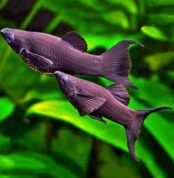 BLACK_SAILFIN_MOLLY