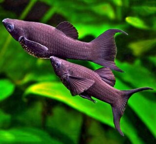 BLACK_SAILFIN_MOLLY