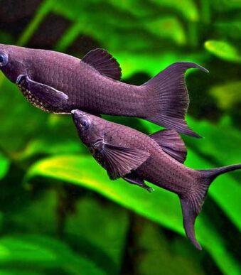 BLACK_SAILFIN_MOLLY