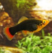 Black_Platy