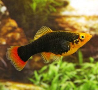 Black_Platy
