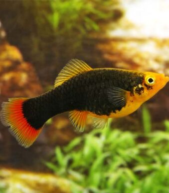 Black_Platy