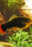 Black_Platy