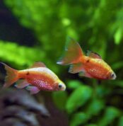 COPPERHEAD_ROSY_BARB