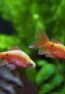 COPPERHEAD_ROSY_BARB