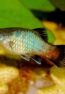 Green_Platy