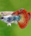 MOSAIC_TAIL -S