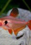 Serpae_Tetras