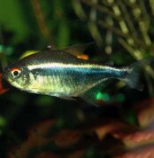 TETRAS