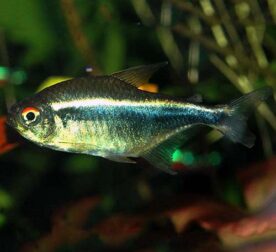 TETRAS