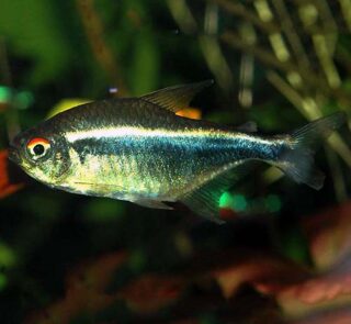 TETRAS