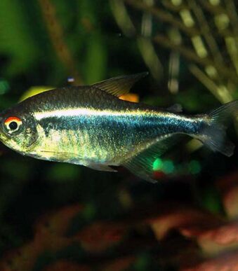TETRAS