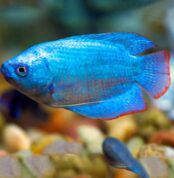 blue_gurami