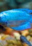 blue_gurami